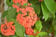 Ixora coccinea